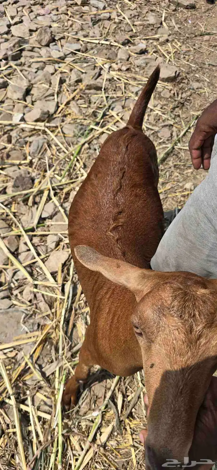 تيس مخصي ثني شرط نظافة 0