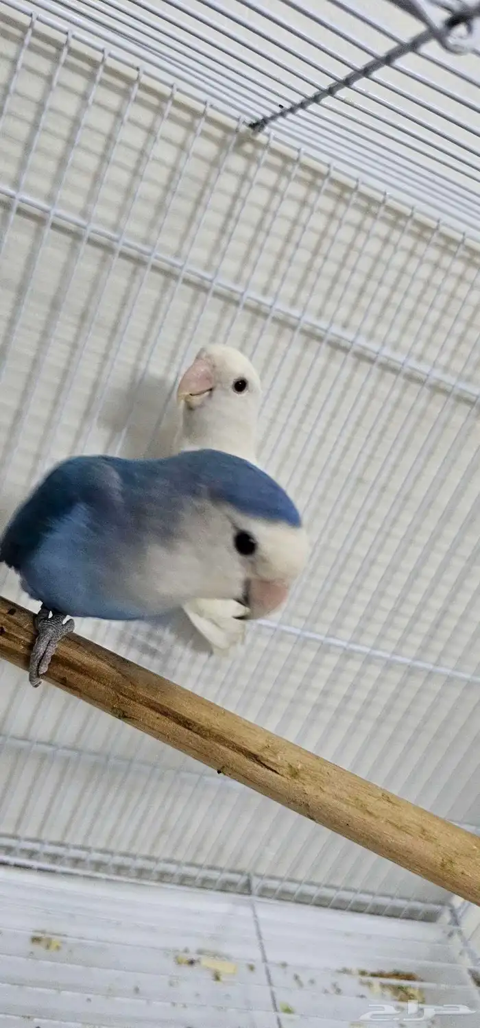 عصافير للبيع 2