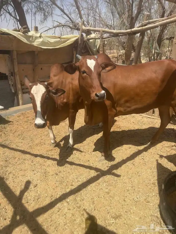 بقرة رباع مع بنتها جذعة فوق الطيبه 0