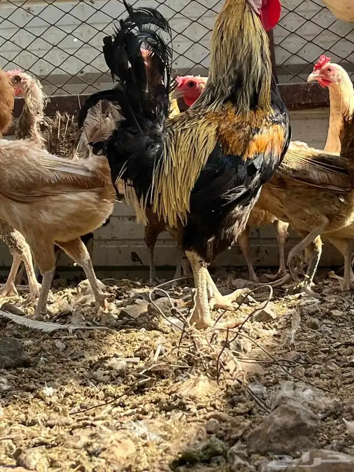 دجاج بلدي بيض ا 8