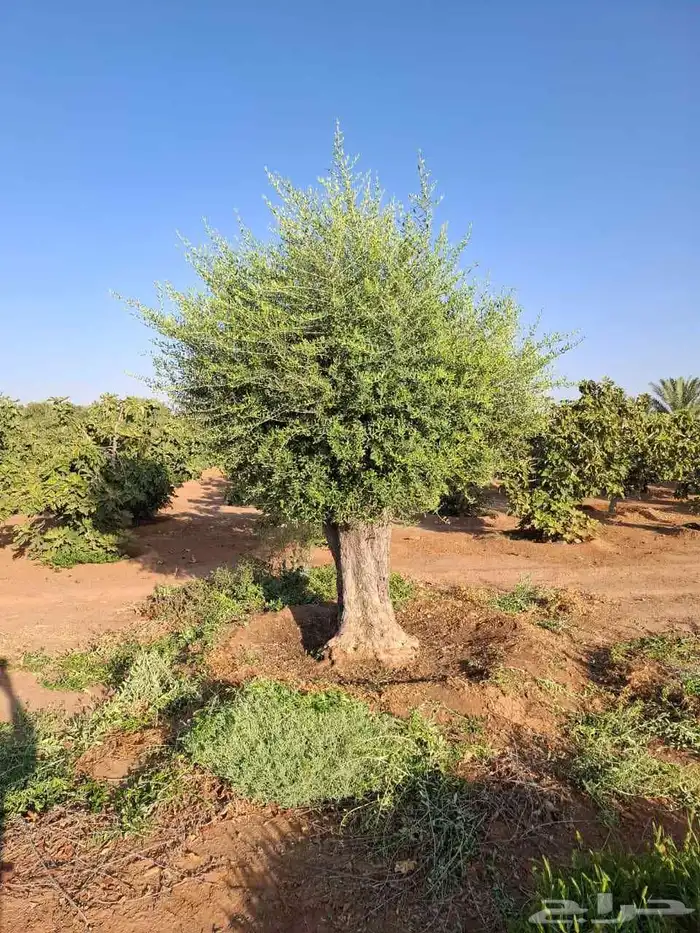 زيتون معمر أشجار احجام كبيره معمر قزم زيتون اسباني نيبالي نخ 6