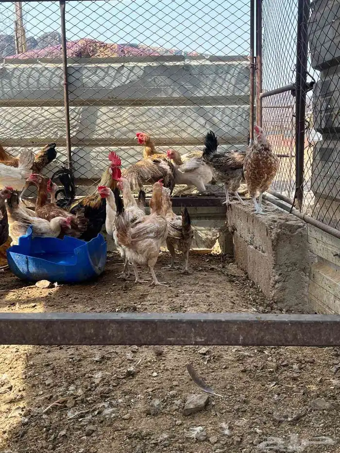 دجاج بلدي بيض ا 9