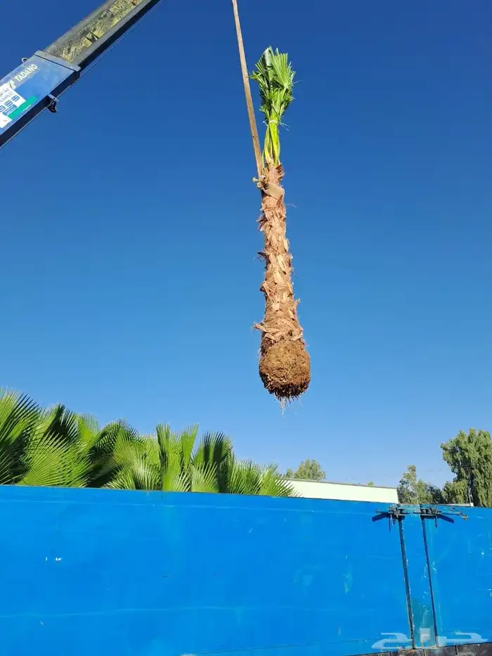 توريد جميع انواع النخيل عربي واشنطن 7