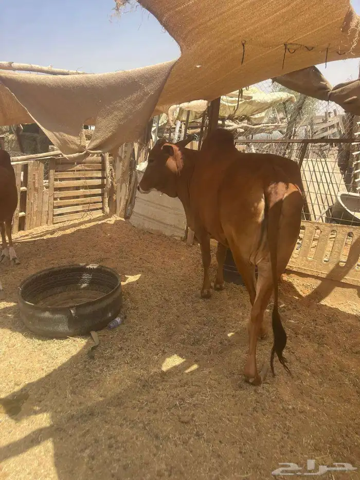 بقرة رباع مع بنتها جذعة فوق الطيبه 2
