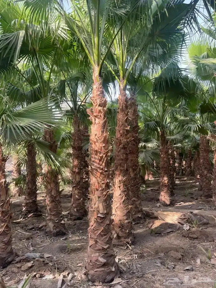 نخل واشنطن زينه 6