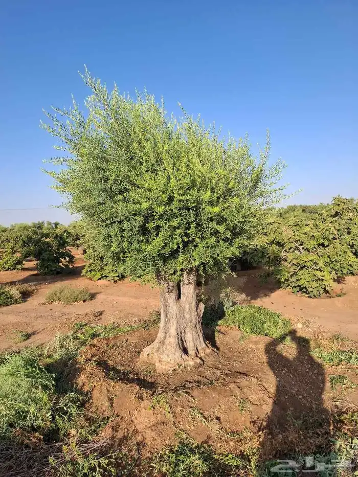 زيتون معمر أشجار احجام كبيره معمر قزم زيتون اسباني نيبالي نخ 7