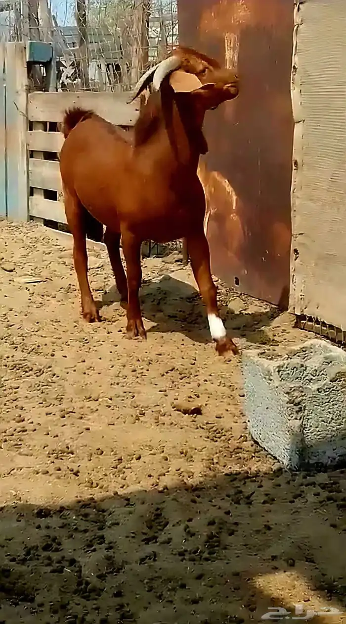 مشروع فحل هجين كنهاري محايلي (تم البيع) 1