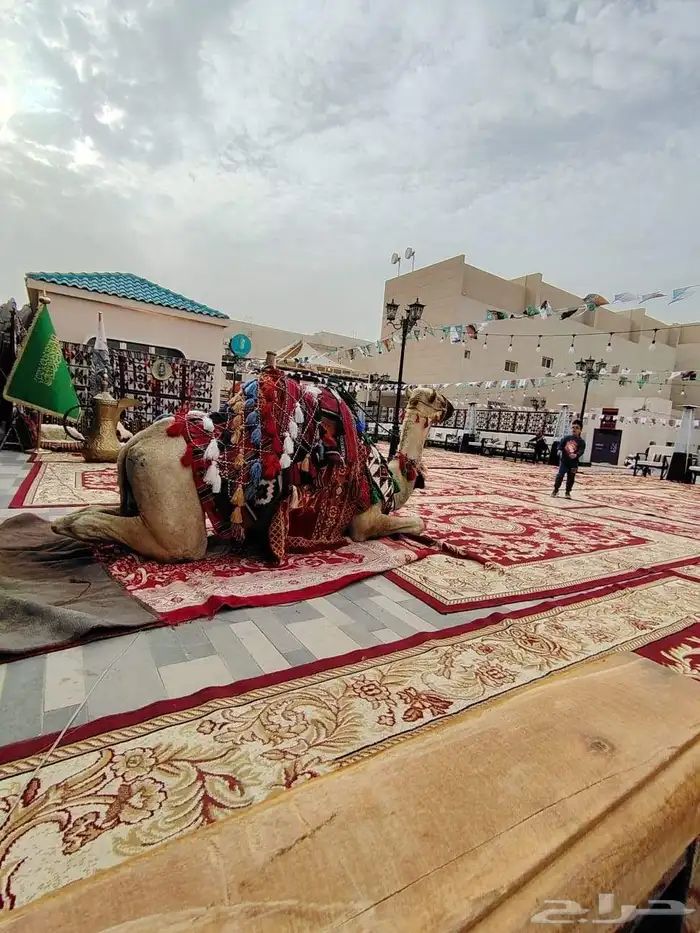 اجار خيول اجار جمال اجار سيسي أطفال 1