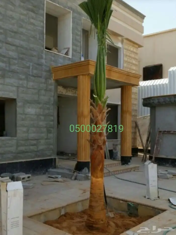 نخل واشنطني للبيع 5