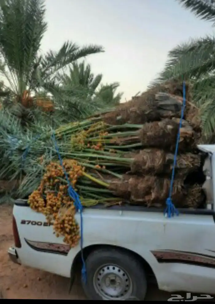 يوجدلدينا جميع انواع اانخيل العربي وجميع المقاسات 0