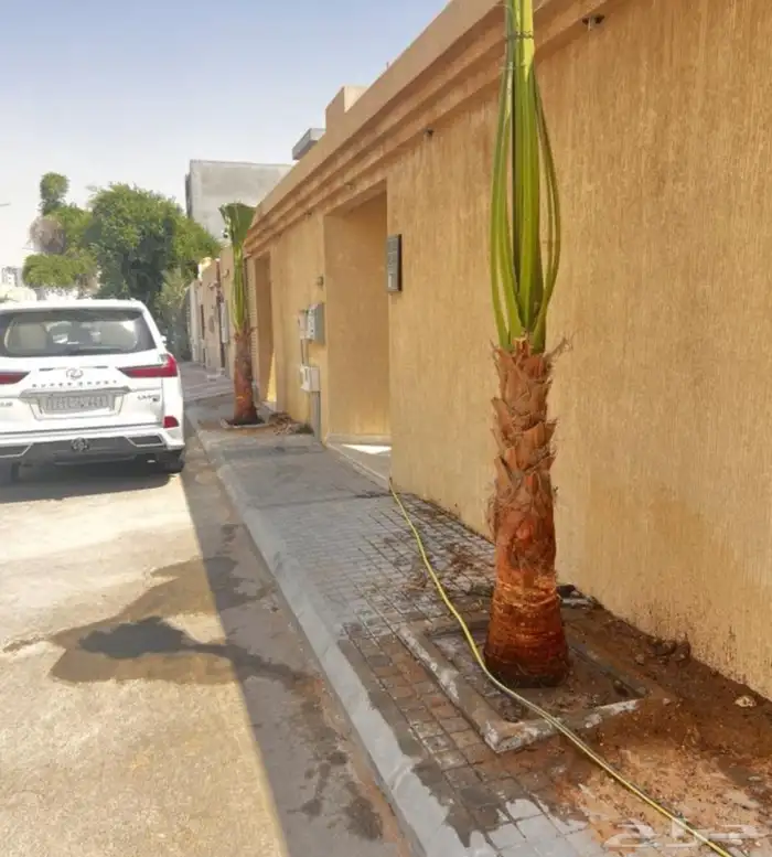 نخل واشنطني زينه جميع المقاسات نخيل واشنطنونيا عربي مثمر 2