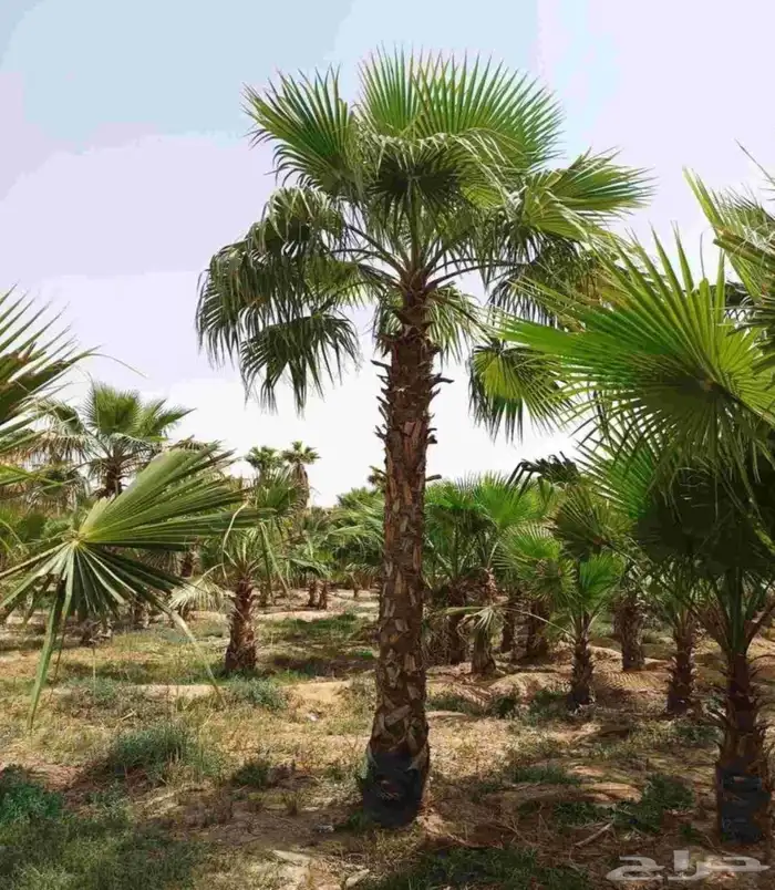 نخل واشنطني زينه جميع المقاسات نخيل واشنطنونيا عربي مثمر 3