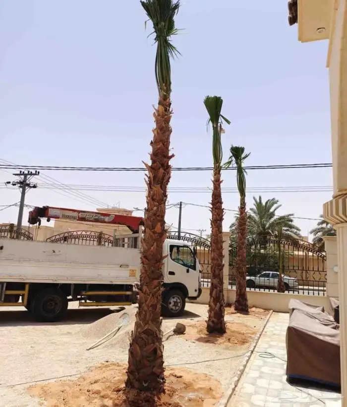 نخل واشنطني زينه جميع المقاسات نخيل واشنطنونيا عربي مثمر 4