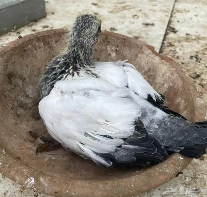 جوز وحشي مع فرخ 6