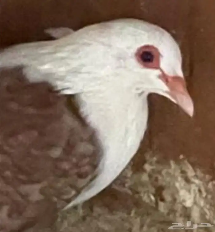 جوز راعبي منتج 4