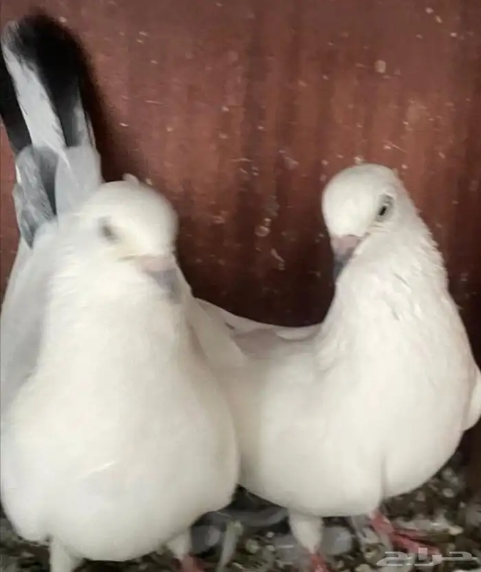 جوز وحشي مع فرخ 1