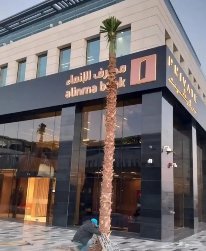 نخل واشنطني للبيع 4