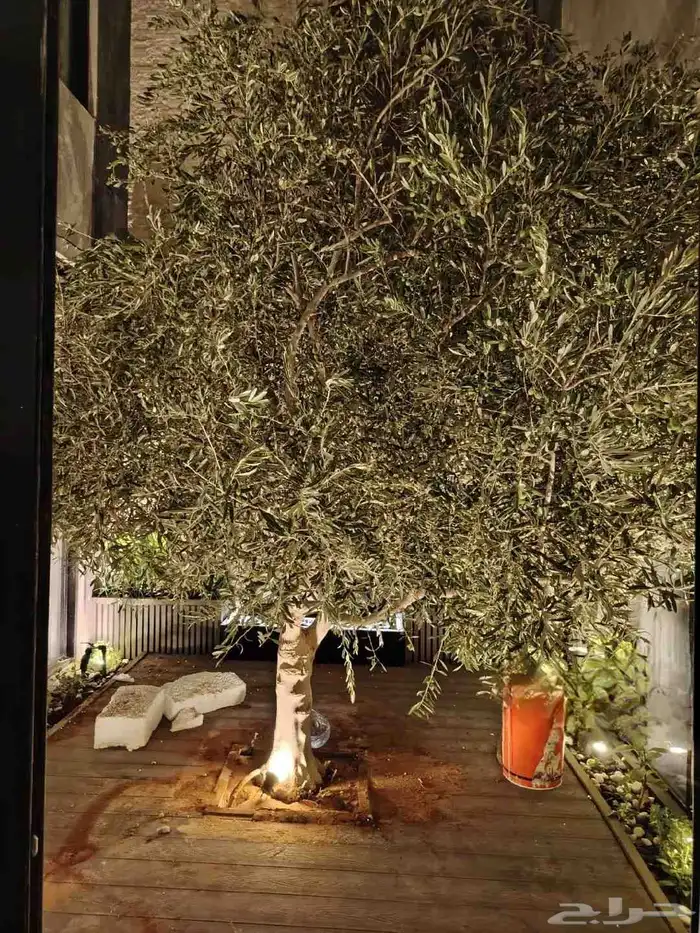 اشجار زيتون معمره 3