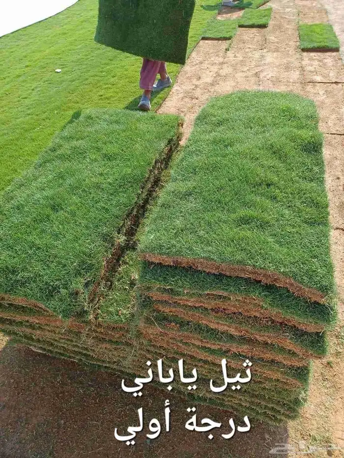 ثيل سي 2000 حق الخرج القصيم 2