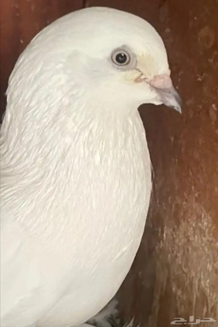 جوز وحشي مع فرخ 3