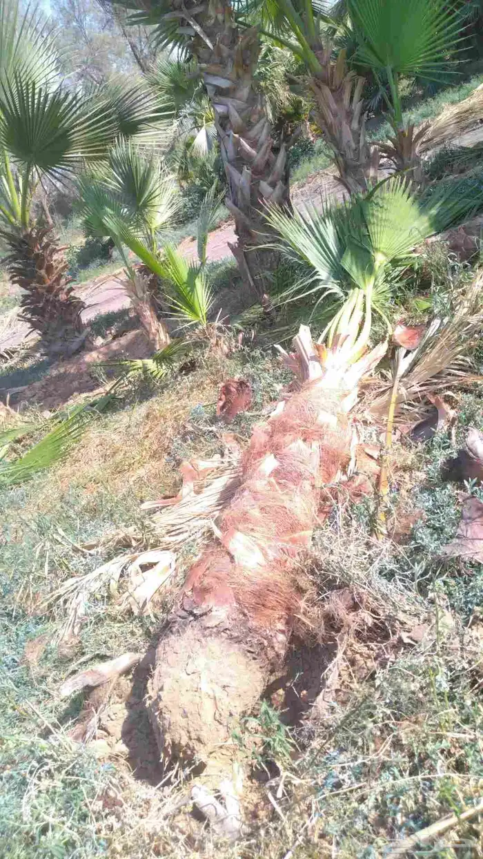 نخيل واشنطني امريكي زينه للفلل والاستراحات 5