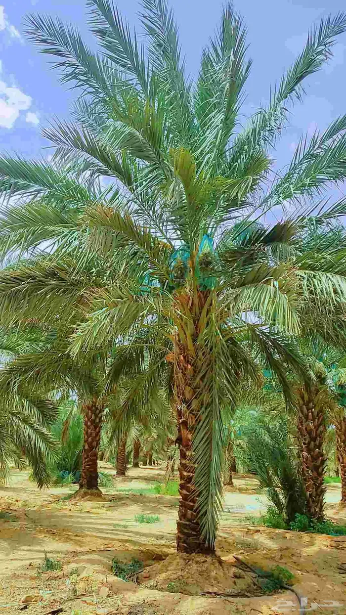 نخيل 7