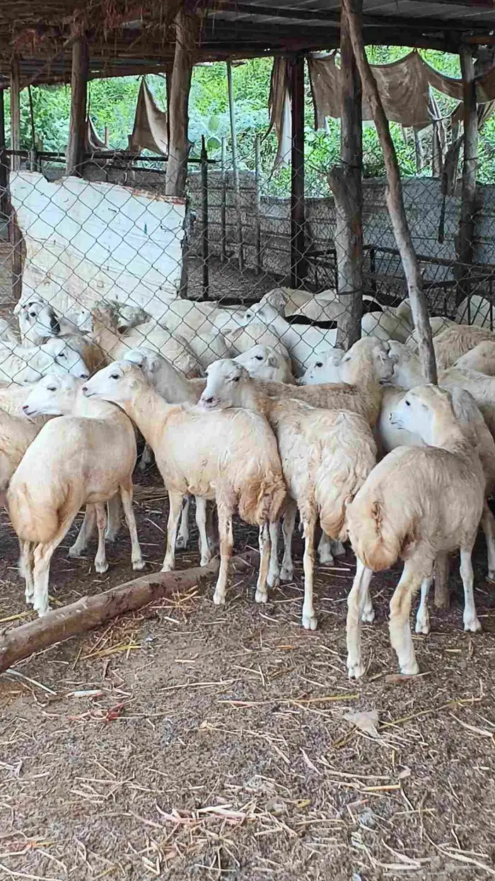 معنا رخال بلدي مضمون 7