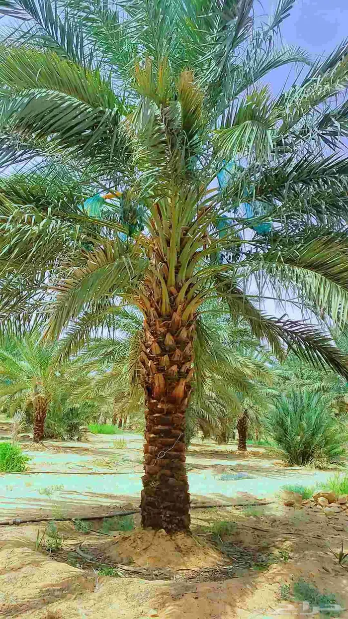 نخيل 9