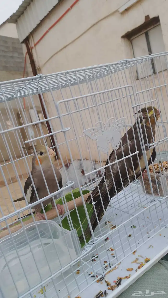 ذكر كروان منتج واليف 0