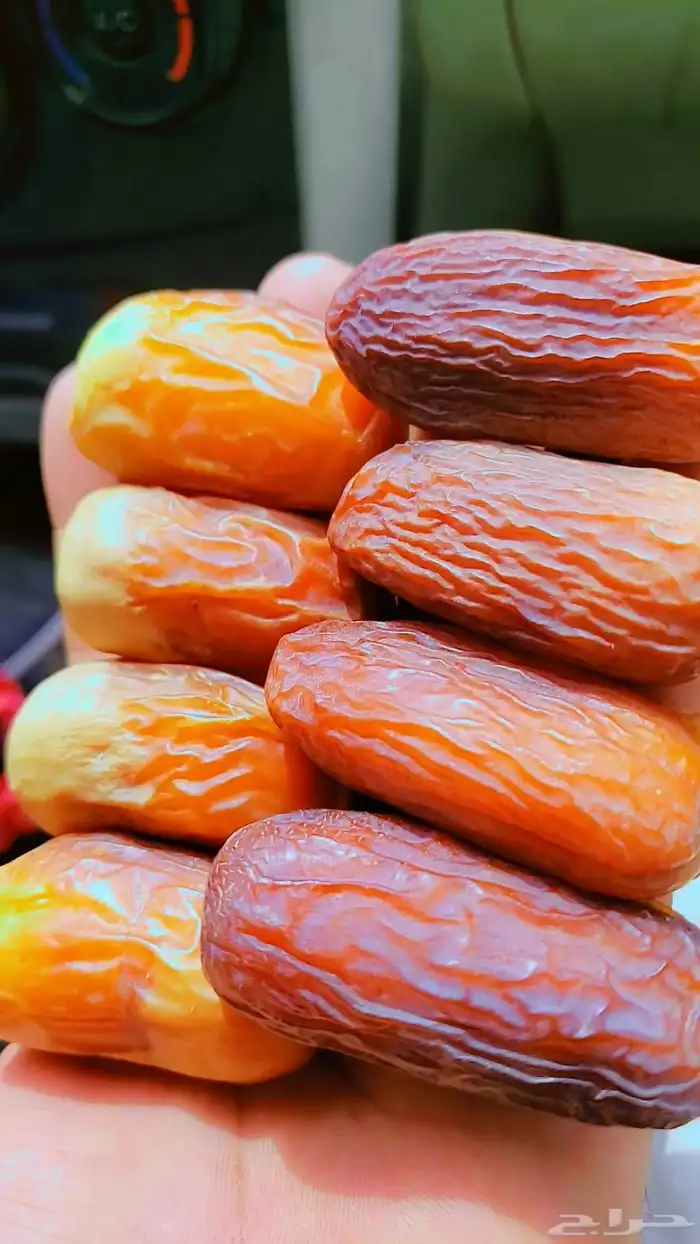 نخيل 1