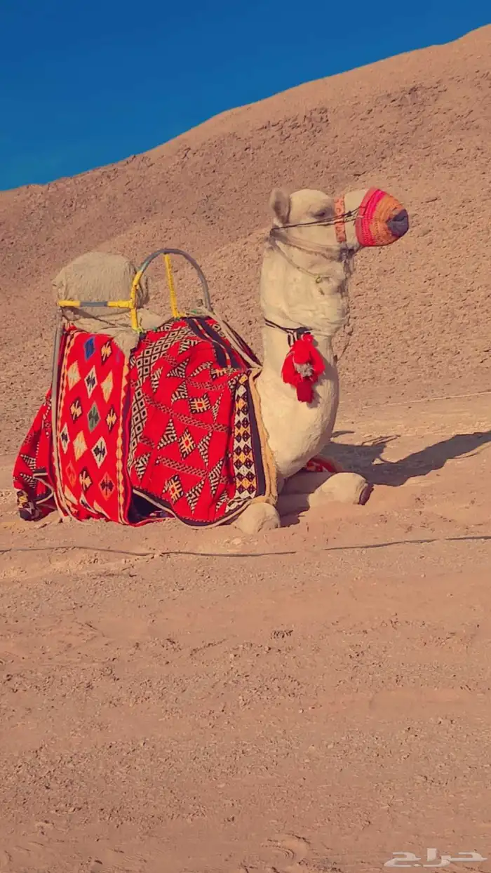 يوجد لدينا اجار جمال ركبي هادي مره بي اليوم وا الاسبوع 0