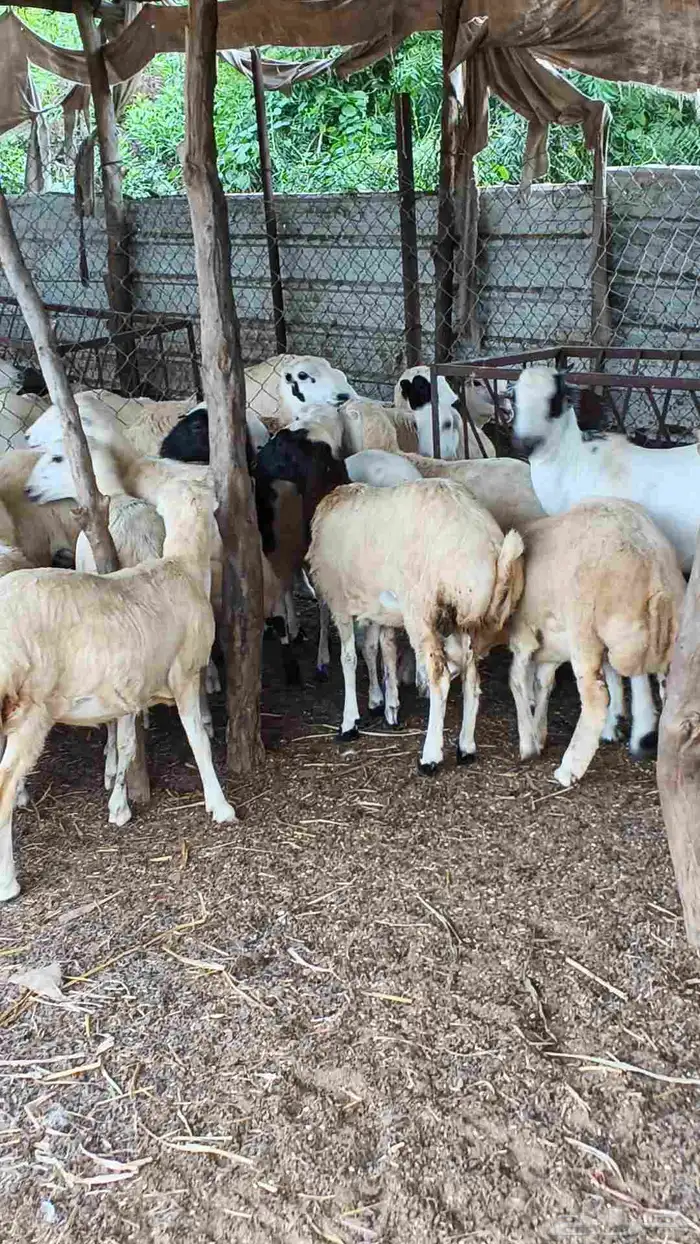 معنا رخال بلدي مضمون 6