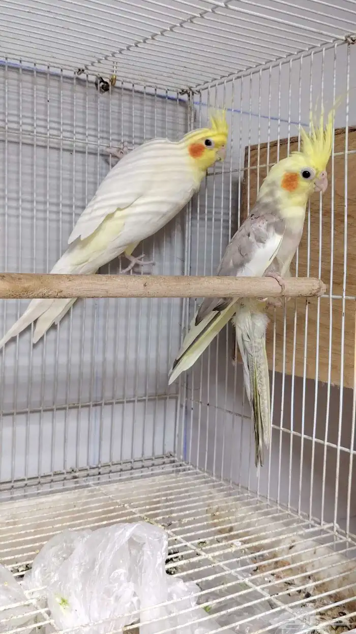 جوز كروان باناجه 0