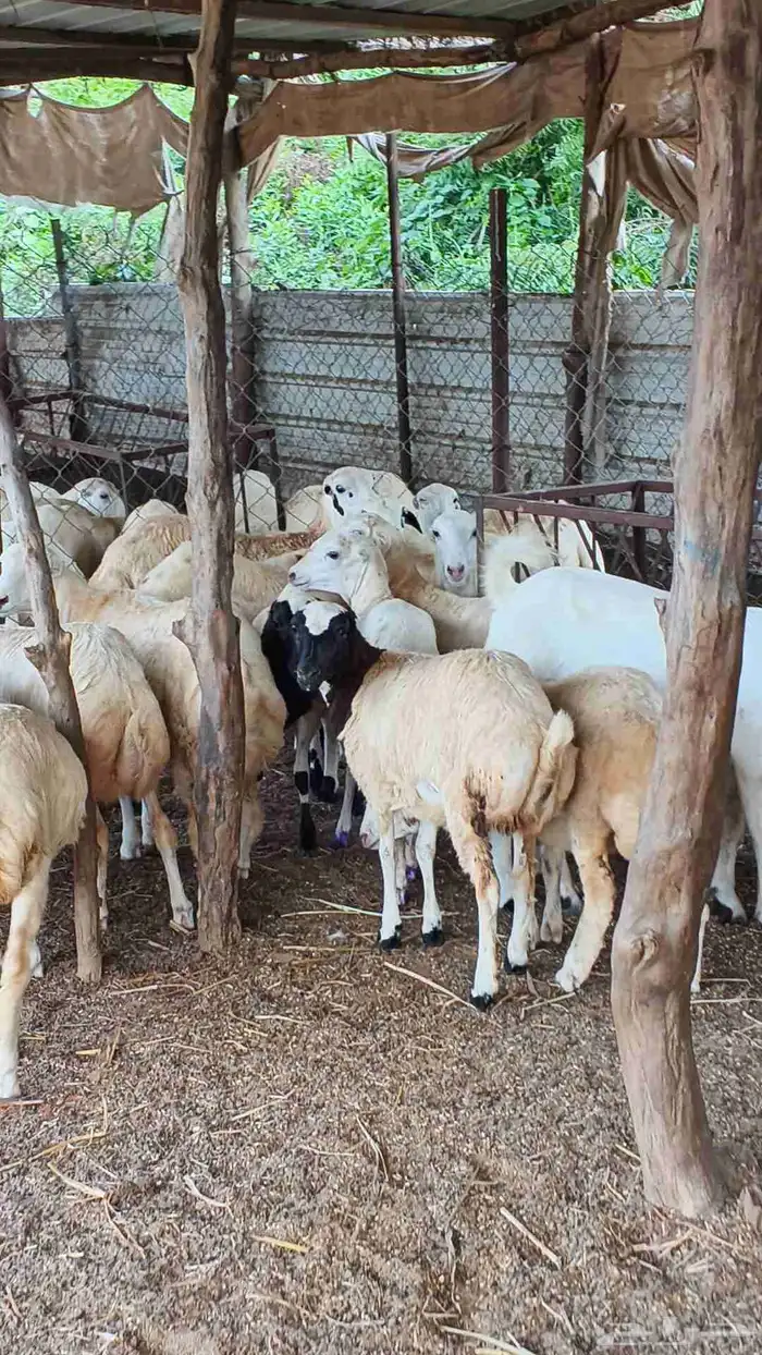 معنا رخال بلدي مضمون 4