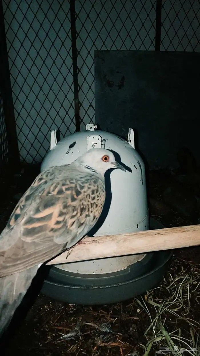 بط حجل وبير سماني للبيع 0