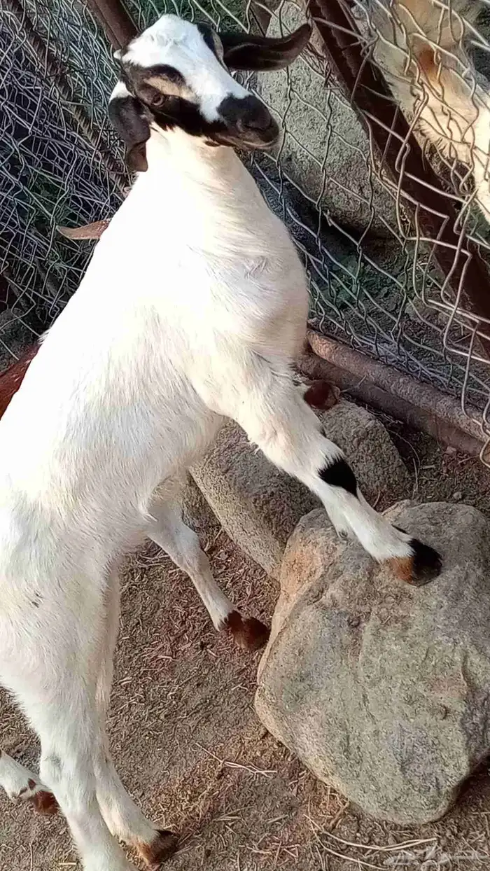 بيشي صنف ومشروط 8