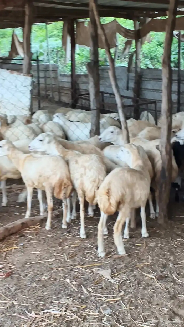 معنا رخال بلدي مضمون 5