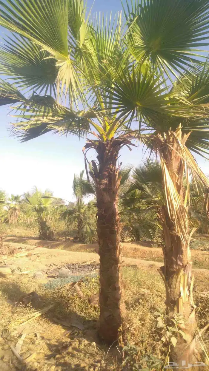 نخيل واشنطني امريكي زينه للفلل والاستراحات 4