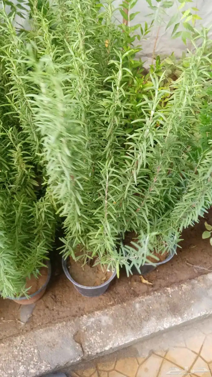 مشتل زراعي 3