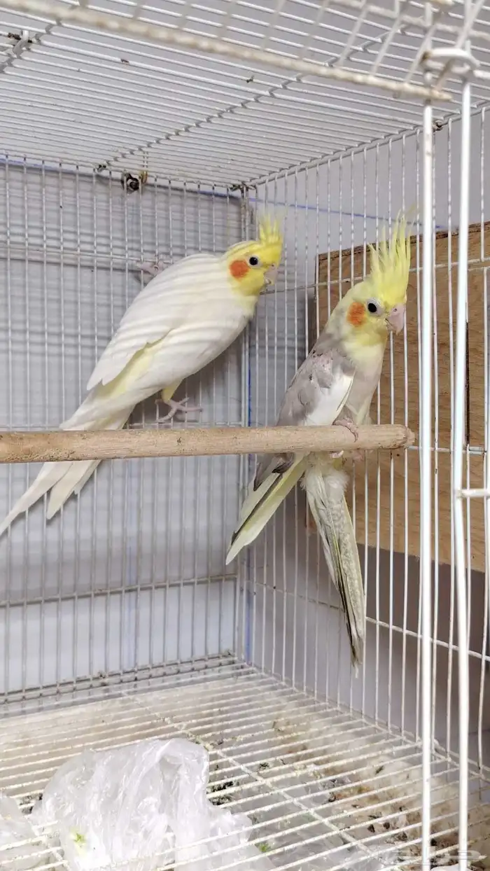 جوز كروان باناجه 3