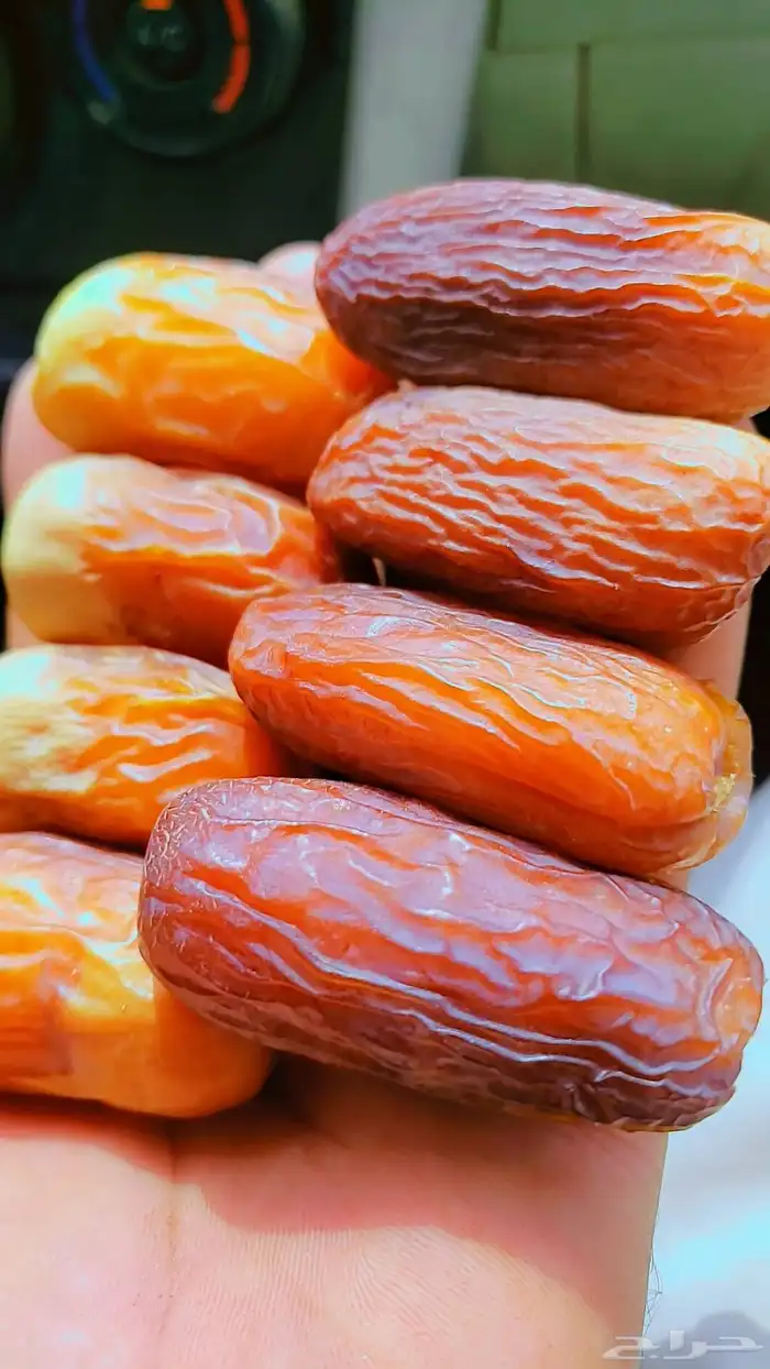 نخيل 3