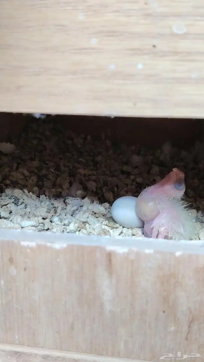 جوز كروان باناجه 1