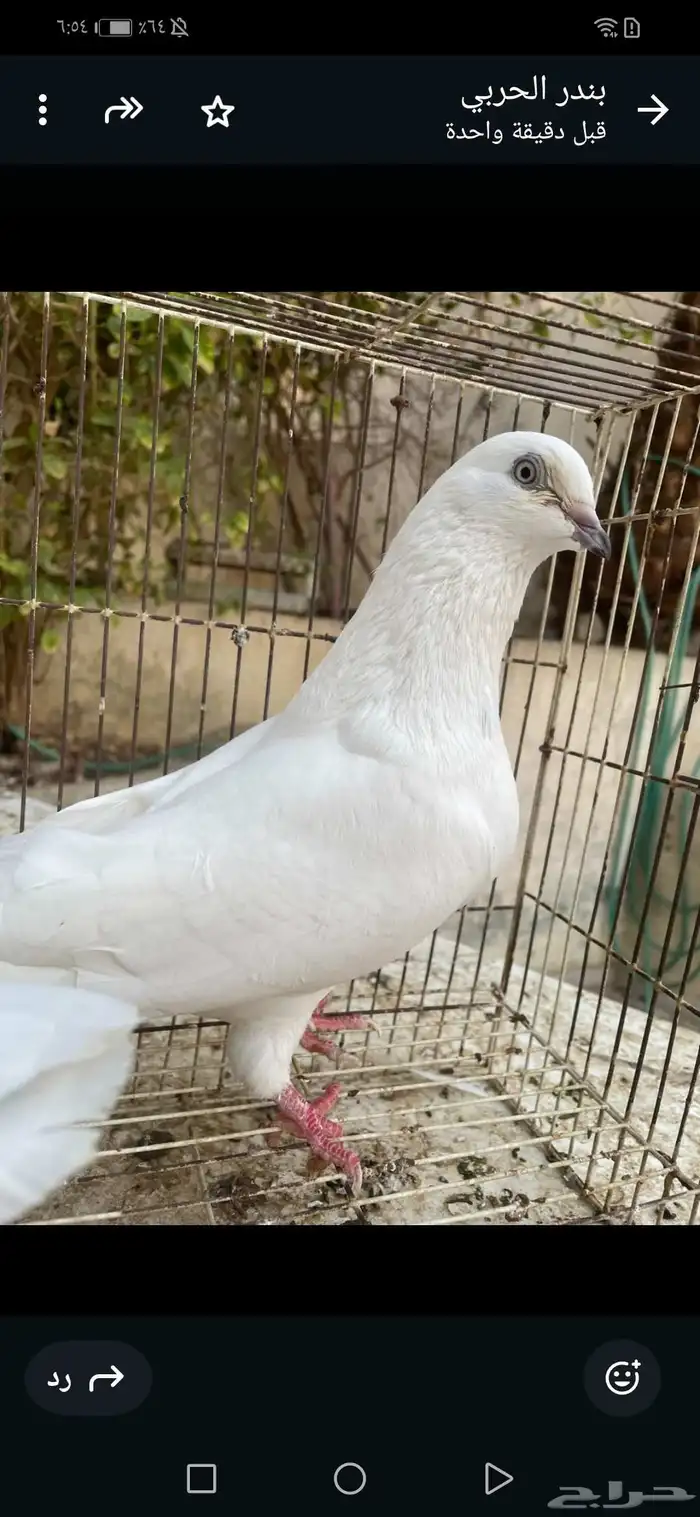 جوز وحشي مع فرخ 7