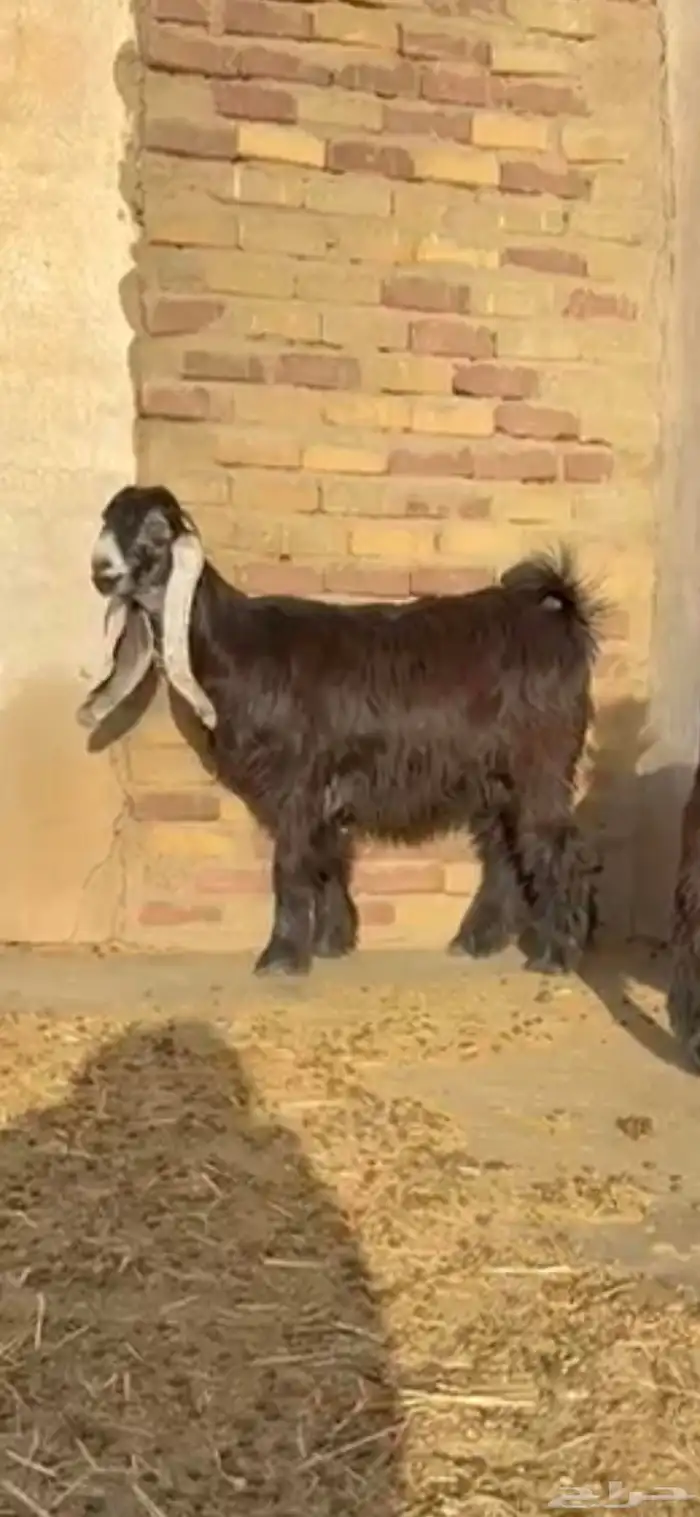 لعشاق العوارض 7 جفرات منوة القنايه 0