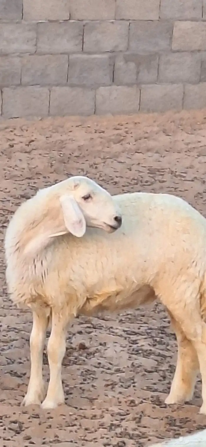 رخال مقاني صنف للبيع 4