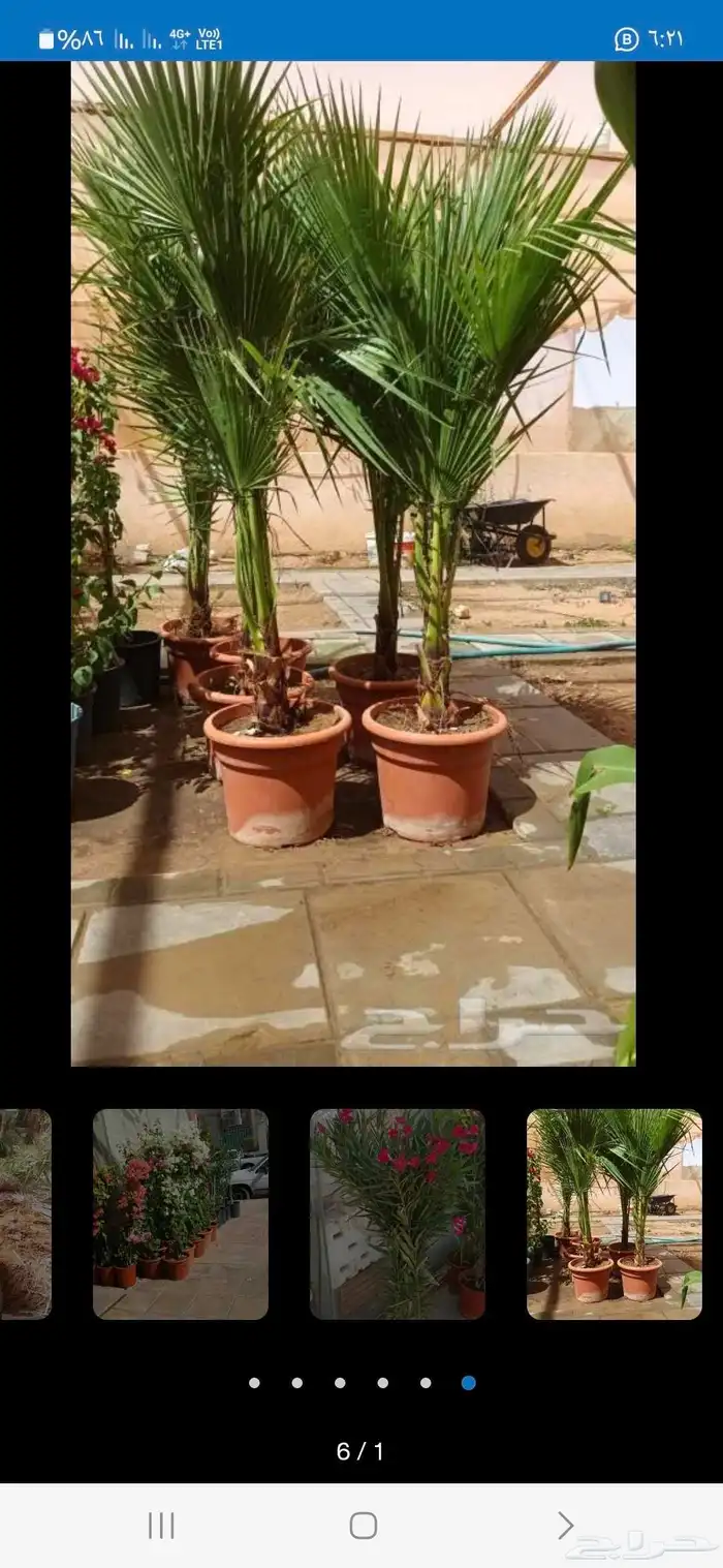 يوجدلدين جميع انواع انخل المثمره وزينه ب مكه جده اطايف 7