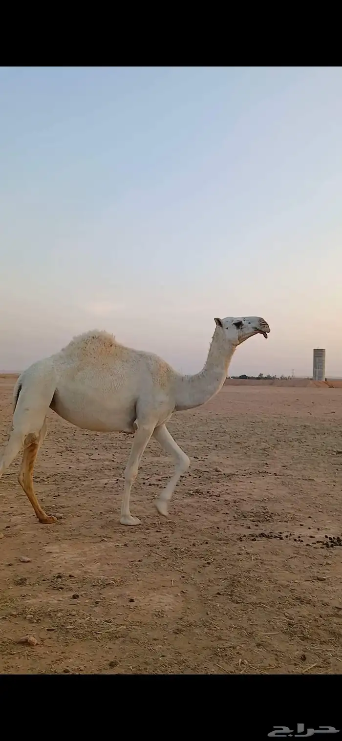 بكره جذعه باتليه 3