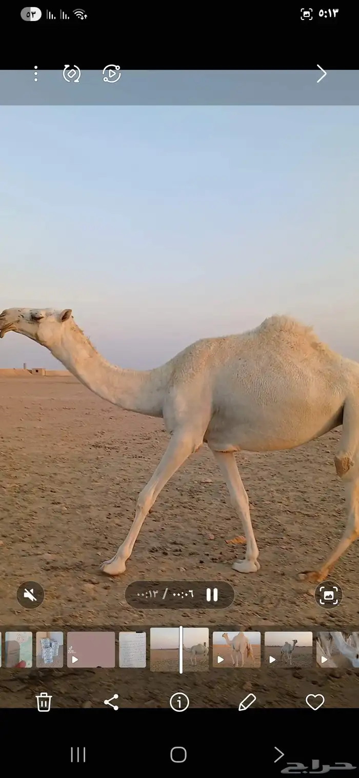 بكره جذعه باتليه 2