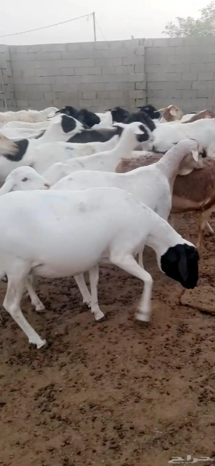 مراح برابر منوه القناي دفيع ومتابيع الوان حلوه 0