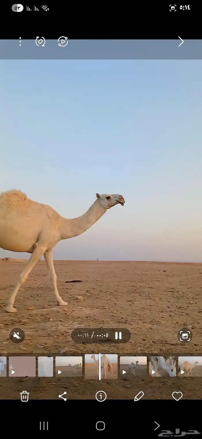 بكره جذعه باتليه 1